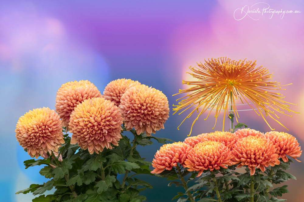 Amazing Chrysanthemums are displayed in autumn at the Japanese Festival in Tokyo